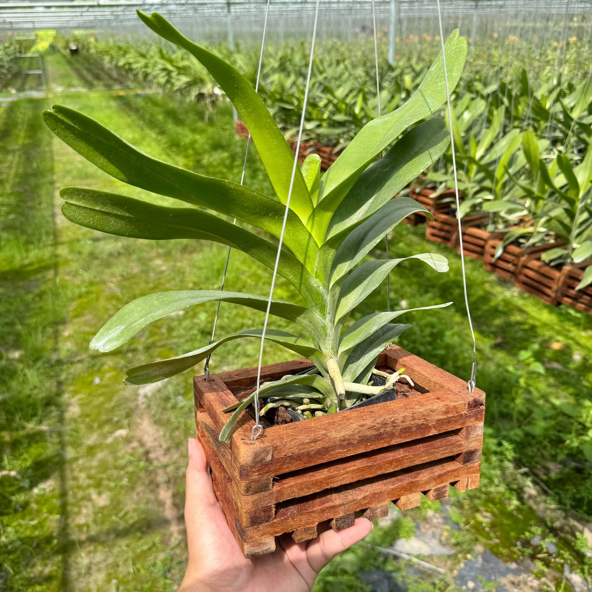 Koki Xưa - Hàng Lá, Hoa Trắng Xen Hồng Đầu Cánh cùng Lưỡi Hồng Tím, Hương Thơm Nồng Nàn, Dễ Chăm, Dễ Trồng