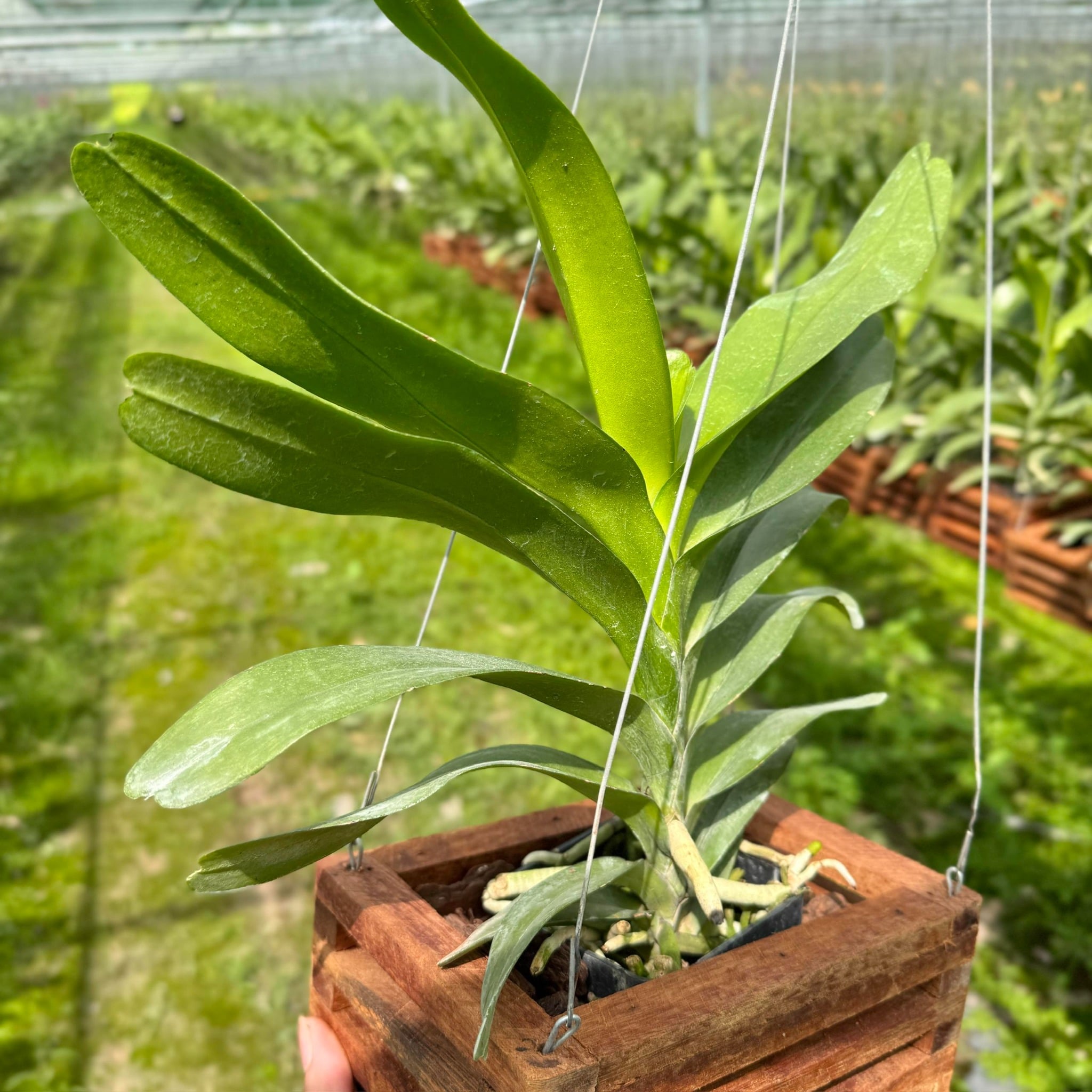 Koki Xưa - Hàng Lá, Hoa Trắng Xen Hồng Đầu Cánh cùng Lưỡi Hồng Tím, Hương Thơm Nồng Nàn, Dễ Chăm, Dễ Trồng