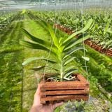 Koki Xưa - Hàng Lá, Hoa Trắng Xen Hồng Đầu Cánh cùng Lưỡi Hồng Tím, Hương Thơm Nồng Nàn, Dễ Chăm, Dễ Trồng