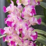 Koki Xưa - Hàng Lá, Hoa Trắng Xen Hồng Đầu Cánh cùng Lưỡi Hồng Tím, Hương Thơm Nồng Nàn, Dễ Chăm, Dễ Trồng