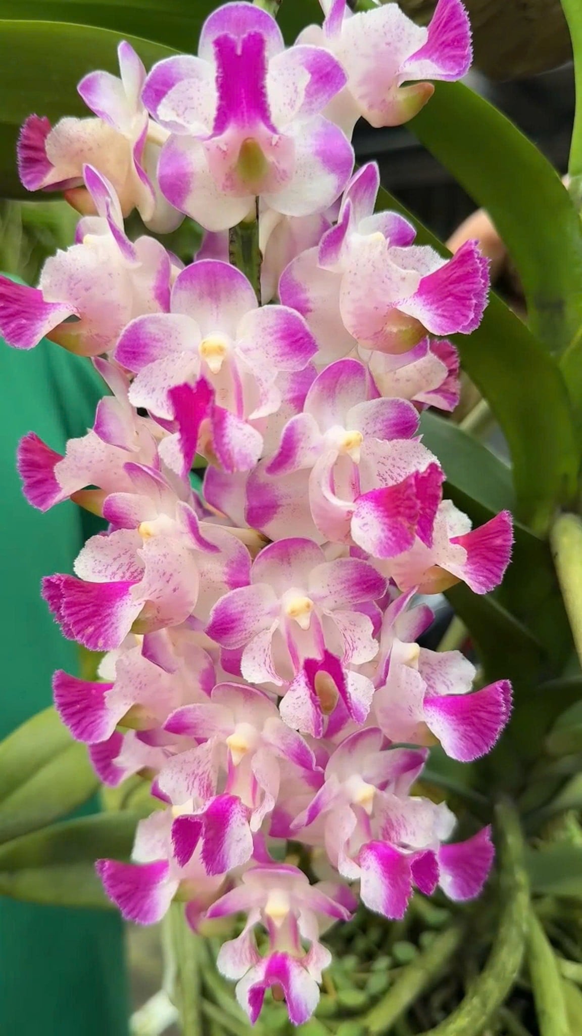 Koki Xưa - Hàng Lá, Hoa Trắng Xen Hồng Đầu Cánh cùng Lưỡi Hồng Tím, Hương Thơm Nồng Nàn, Dễ Chăm, Dễ Trồng