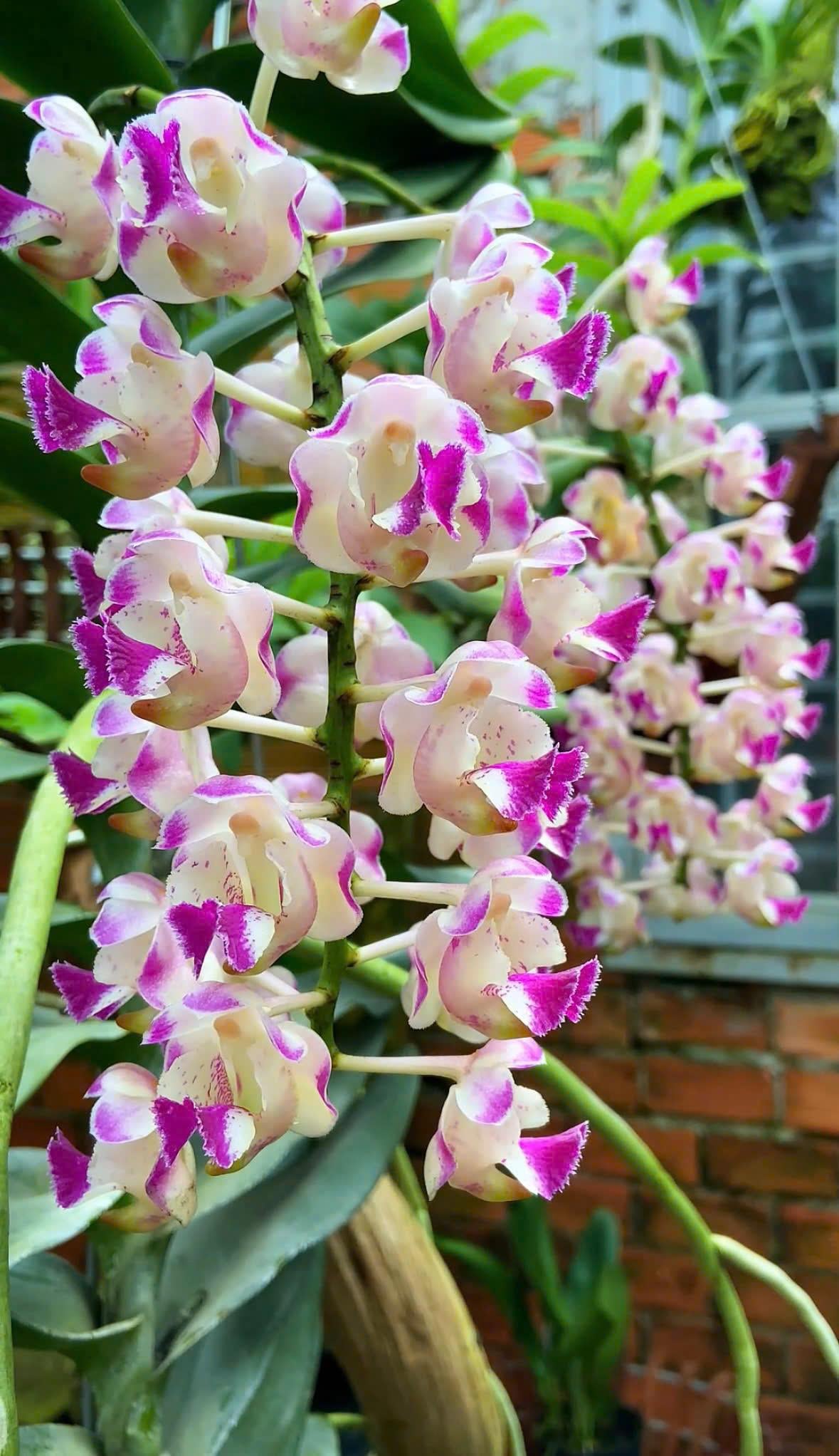 Koki Xưa - Hàng Lá, Hoa Trắng Xen Hồng Đầu Cánh cùng Lưỡi Hồng Tím, Hương Thơm Nồng Nàn, Dễ Chăm, Dễ Trồng