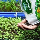 Combo 4 Saitama Viên Tặng 1Kg Viên + 100 Túi lọc - Phân Bón Hữu Cơ Tan Chậm Cho Hoa Lan Và Cây Trồng Cảnh