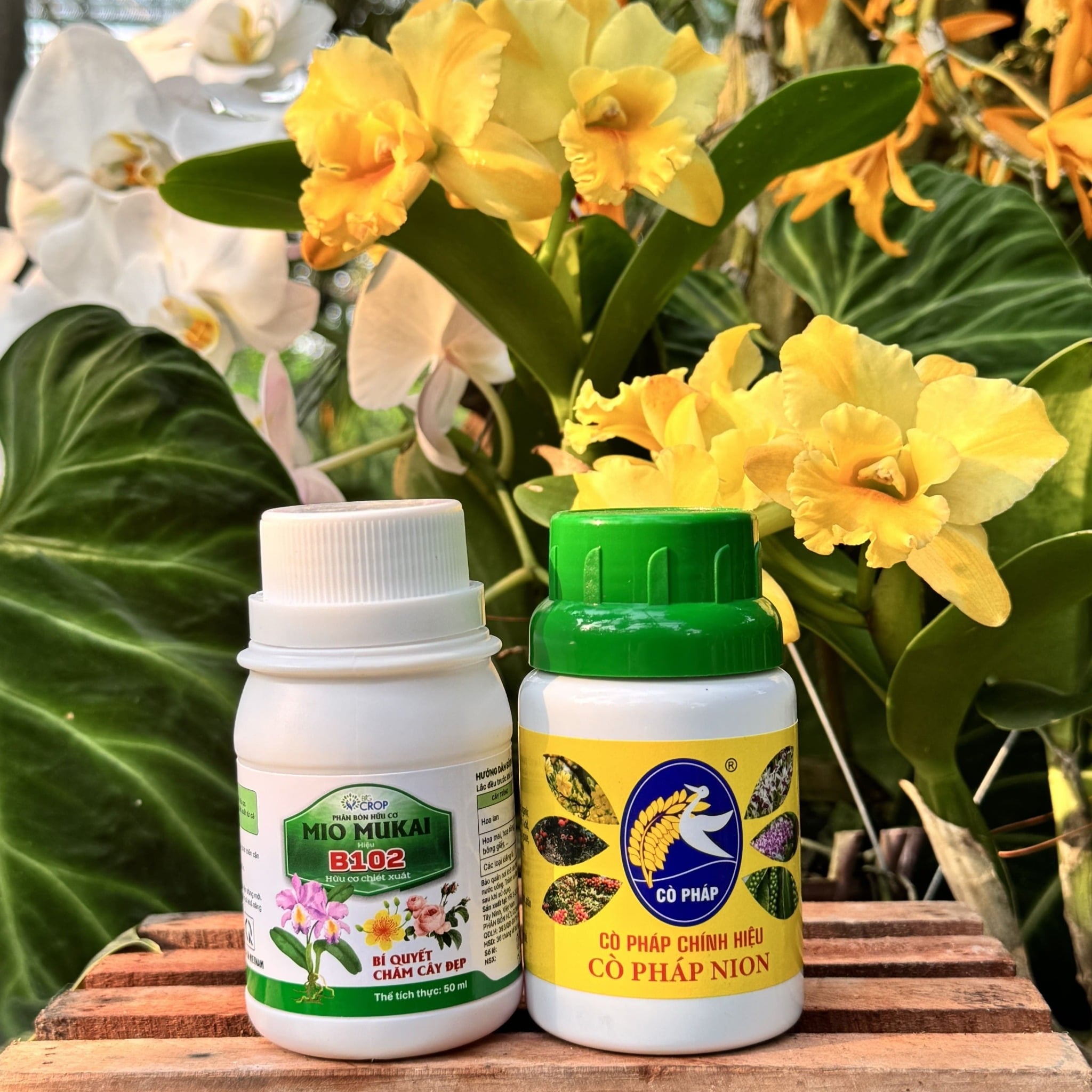 Bộ Đôi Vô Cực - Phục Hồi Mai Vàng Sau Khi Chơi Hoa Tết, Xả Tàn, Suy Kiệt & Hỗ Trợ Mai Ra Rễ, Bật Mầm