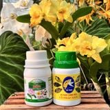 Bộ Đôi Vô Cực - Phục Hồi Mai Vàng Sau Khi Chơi Hoa Tết, Xả Tàn, Suy Kiệt & Hỗ Trợ Mai Ra Rễ, Bật Mầm