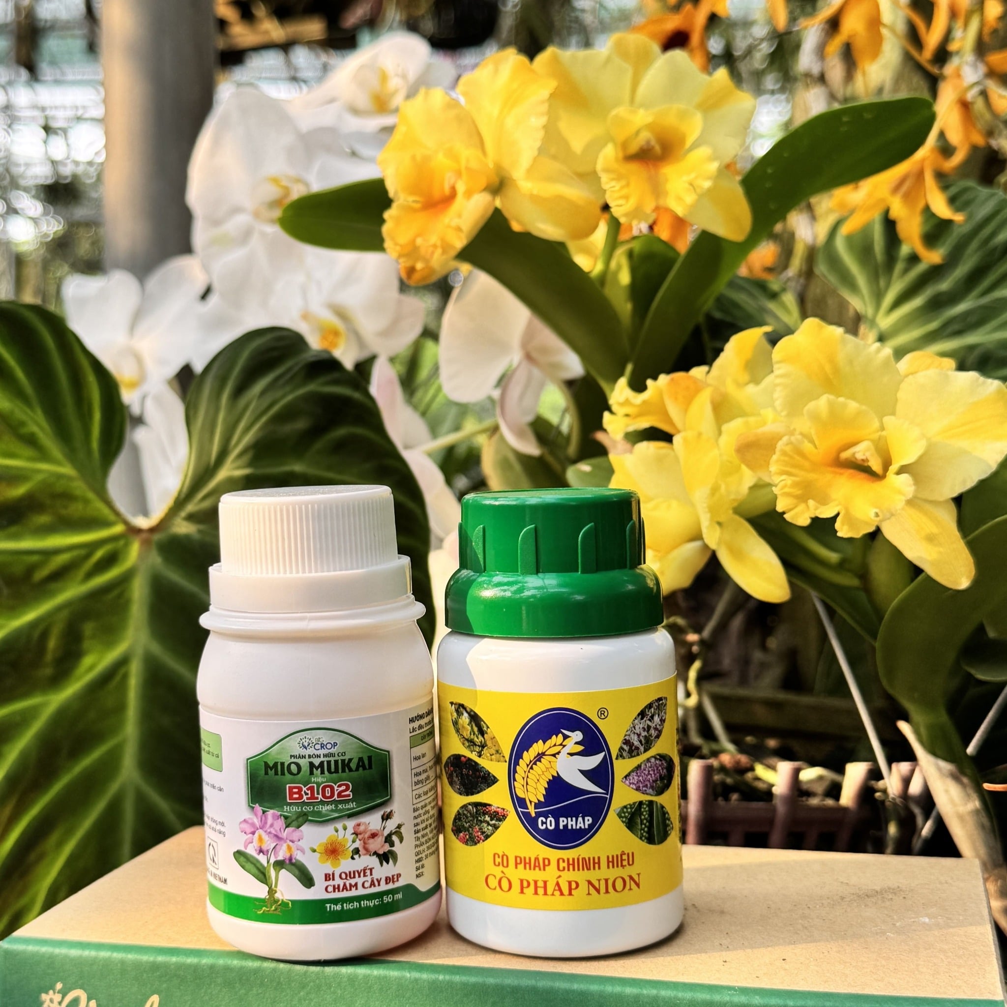Bộ Đôi Vô Cực - Phục Hồi Mai Vàng Sau Khi Chơi Hoa Tết, Xả Tàn, Suy Kiệt & Hỗ Trợ Mai Ra Rễ, Bật Mầm