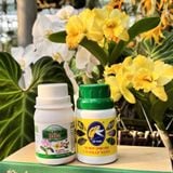 Bộ Đôi Vô Cực - Phục Hồi Mai Vàng Sau Khi Chơi Hoa Tết, Xả Tàn, Suy Kiệt & Hỗ Trợ Mai Ra Rễ, Bật Mầm