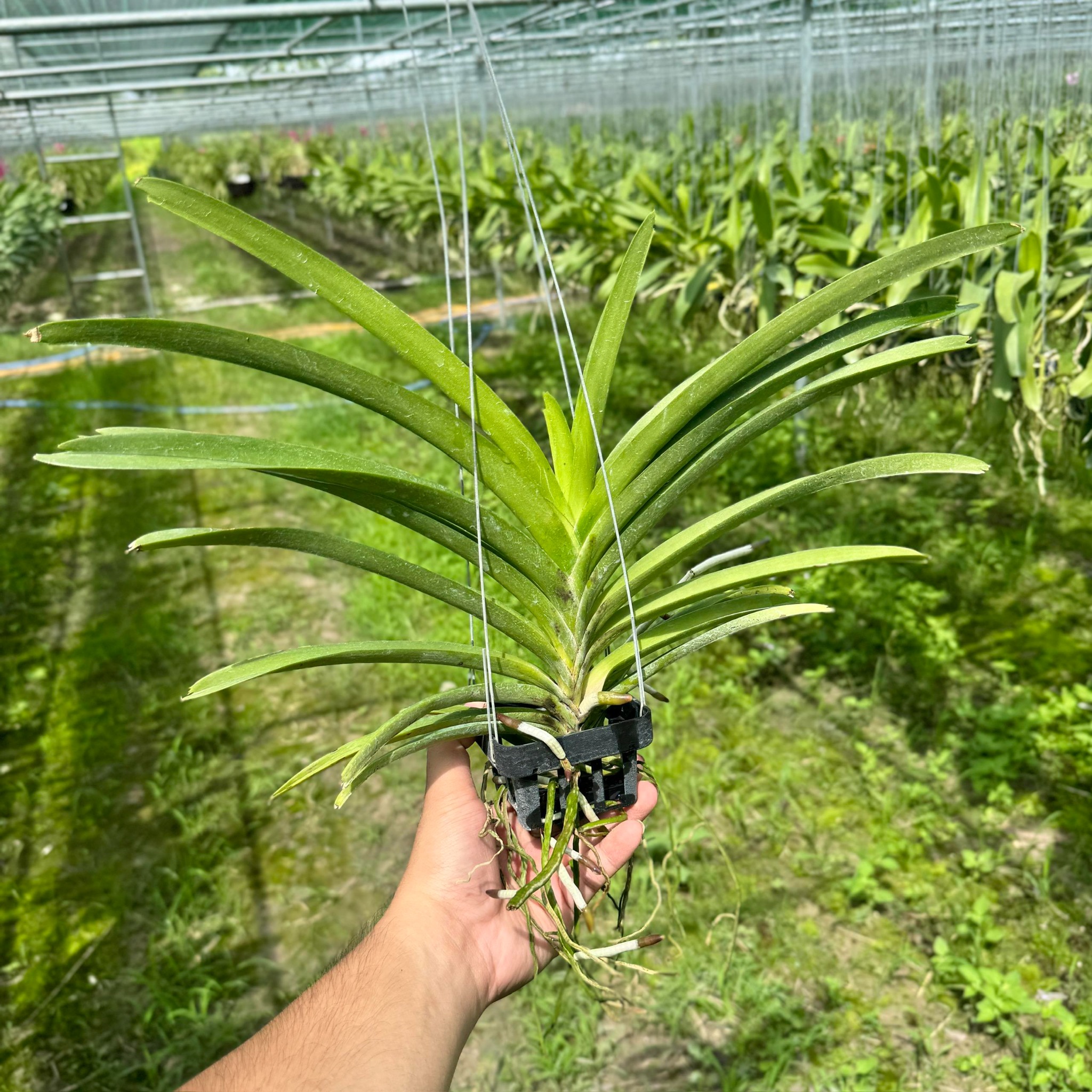 Vanda Hồng Mai - Cây Phong Lan Hồng Đậm Rực Rỡ, Hương Thơm Dịu Nhẹ, Siêng Hoa và Lâu Tàn