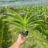 Vanda Hồng Mai - Cây Phong Lan Hồng Đậm Rực Rỡ, Hương Thơm Dịu Nhẹ, Siêng Hoa và Lâu Tàn