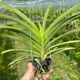 Vanda Hồng Mai - Cây Phong Lan Hồng Đậm Rực Rỡ, Hương Thơm Dịu Nhẹ, Siêng Hoa và Lâu Tàn