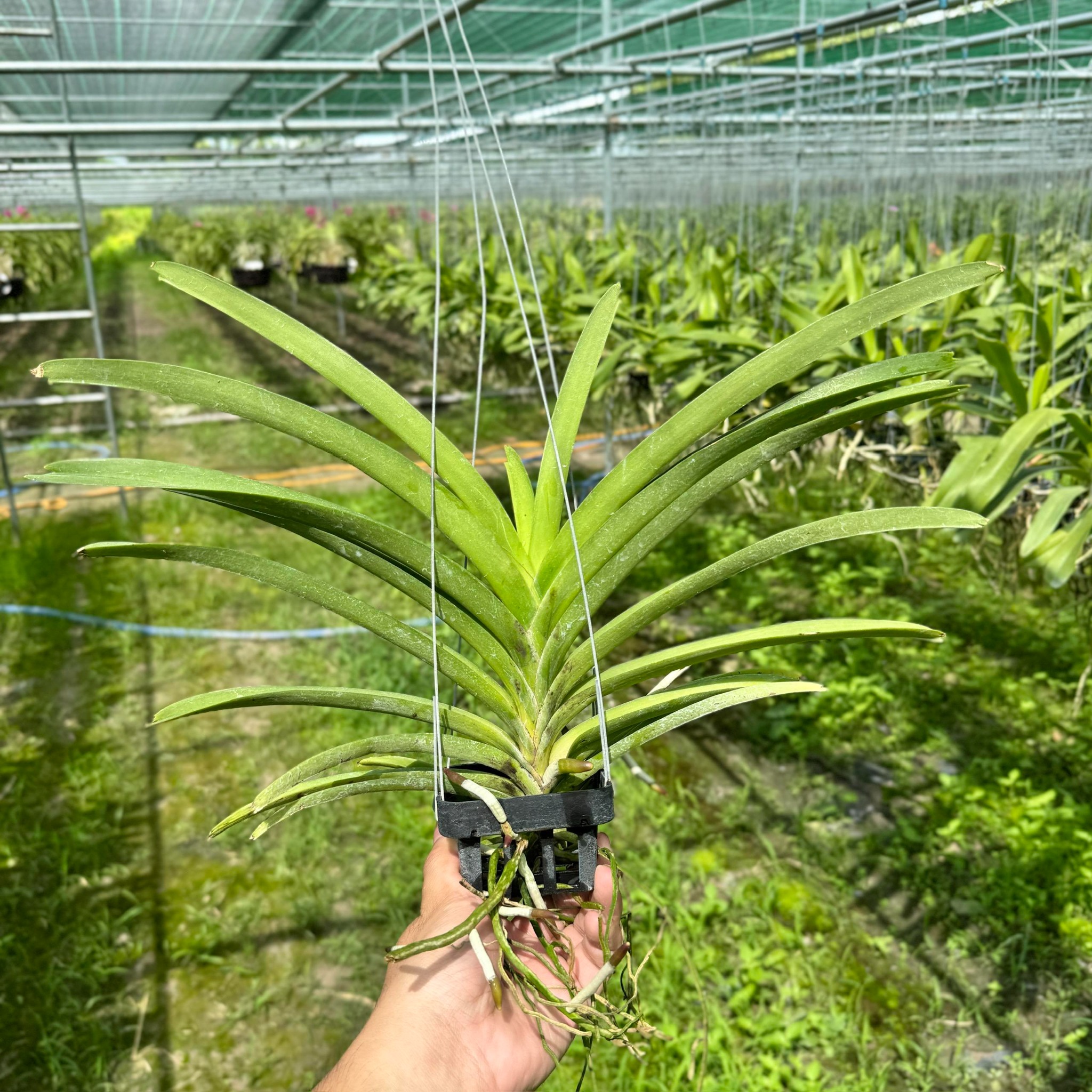 Vanda Hồng Mai - Cây Phong Lan Hồng Đậm Rực Rỡ, Hương Thơm Dịu Nhẹ, Siêng Hoa và Lâu Tàn