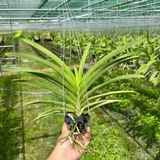 Vanda Hồng Mai - Cây Phong Lan Hồng Đậm Rực Rỡ, Hương Thơm Dịu Nhẹ, Siêng Hoa và Lâu Tàn