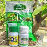 Bộ Đôi Vô Cực - Phục Hồi Mai Vàng Sau Xả Tàn, Suy Kiệt & Hỗ Trợ Mai Ra Rễ, Bật Mầm