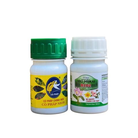 Bộ Đôi Vô Cực - Phục Hồi Mai Vàng Sau Khi Chơi Hoa Tết, Xả Tàn, Suy Kiệt & Hỗ Trợ Mai Ra Rễ, Bật Mầm