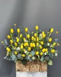 Vườn Tulip vàng