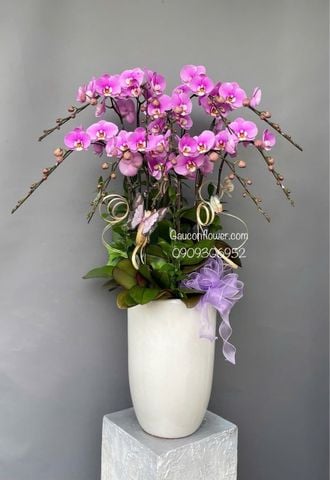 Chậu lan hồ điệp hồng Anna 10 cành – dáng chậu cao G28