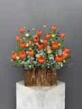 Vườn Tulip Cam | Orange Tulip Garden