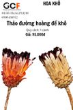 Thảo Đường Hoàng Đế Khô