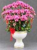 Chậu lan hồ điệp 30 cành