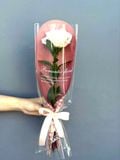 Hoa Hồng Một Bông | Just For You