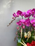 Chậu lan hồ điệp hồng tím 6 cành – phối phụ kiện bướm decor G24