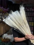 Cỏ Feather khô