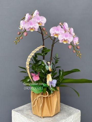 Chậu Lan Hồ Điệp Mini 2 Cành