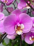 Chậu lan hồ điệp hồng Anna 10 cành – dáng chậu cao G28