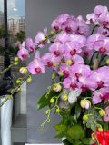 Chậu lan hồ điệp hồng 15 cành – decor sen đá – chậu sứ cao dáng đại G29