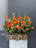 Vườn Tulip Cam 30 Hoa | Orange Tulip Garden