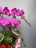 Chậu lan hồ điệp hồng tím 6 cành – phối phụ kiện bướm decor G24