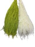 Cỏ Đồng Tiền Khô