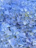 Bó cẩm tú cầu xanh | Blue Hydrangea Cloud G105