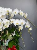 Chậu lan hồ điệp trắng dáng xoè đại 12 cành – chậu sứ G26