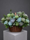 Giỏ Sen Đá Xanh | Green Succulent Basket G164