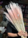Cỏ Feather khô