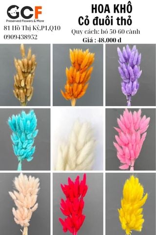 Cỏ Đuôi Thỏ Khô