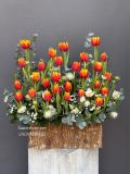 Vườn Tulip Đỏ Vàng | Red & Yellow Tulip Garden