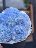 Bó cẩm tú cầu xanh | Blue Hydrangea Cloud G105