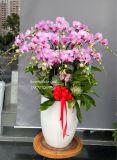Chậu lan hồ điệp hồng 15 cành – decor sen đá – chậu sứ cao dáng đại G29