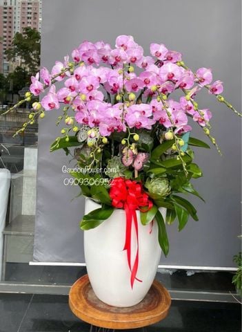 Chậu lan hồ điệp hồng 15 cành – decor sen đá – chậu sứ cao dáng đại G29