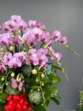 Chậu lan hồ điệp hồng 15 cành – decor sen đá – chậu sứ cao dáng đại G29