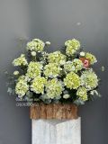 Vườn Cẩm Tú Cầu Xanh | Hydrangea Garden