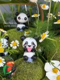 Hộp hoa mèo đáng yêu & cúc tana G47