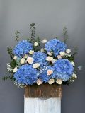 Vườn Cẩm Tú Cầu Xanh | Blue Hydrangea Garden
