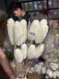 Teasel Khô