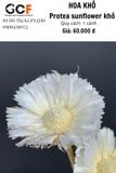 Protea Sunflower Khô