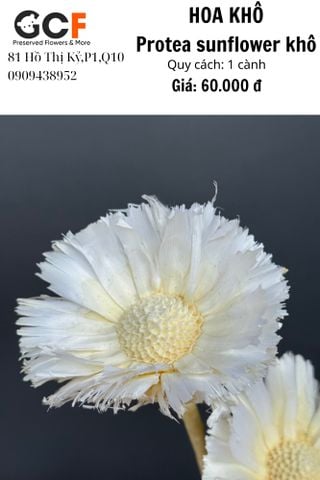 Protea Sunflower Khô