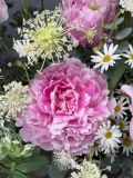 Hộp hoa mẫu đơn đồng nội | Pink Peony Garden G93