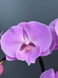 Chậu lan hồ điệp hồng 5 cành giống mới G123